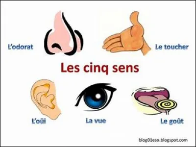 Tu conduis et tu fais un accident. Les médecins te disent que tu as le choix pour perdre un des quatre sens.