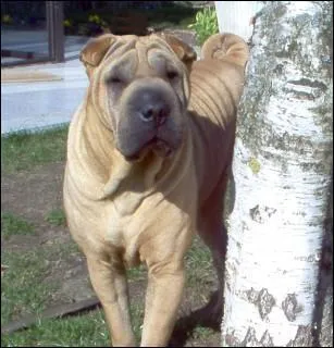 Quelle est la race de ce chien ?