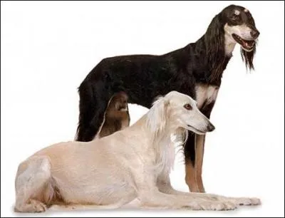 Quelle est la race de ce chien ?