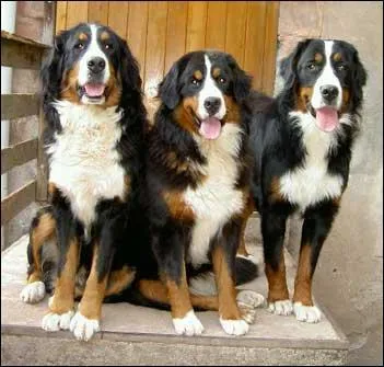 Quelle est la race de ce chien ?