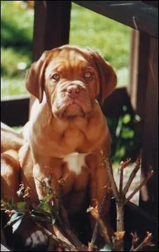 Quelle est la race de ce chien ?