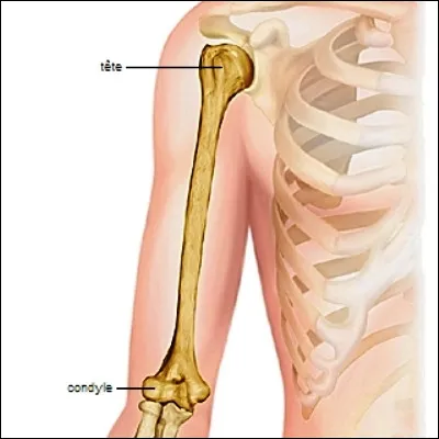 Quel os relie l'&eacute;paule au coude ?