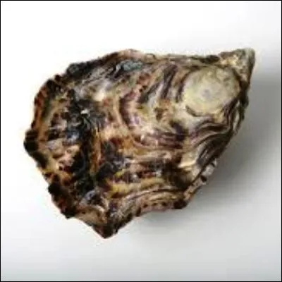 Comment appelle-t-on la concr&eacute;tion calcaire fabriqu&eacute;e par certains mollusques comme l'hu&icirc;tre ?