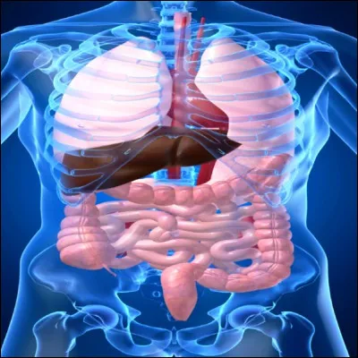 Quel organe du corps humain s&eacute;cr&egrave;te l'insuline ?