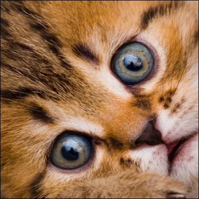 Ton animal favori est :