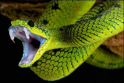 À quelle famille de serpents appartient le crotale ?