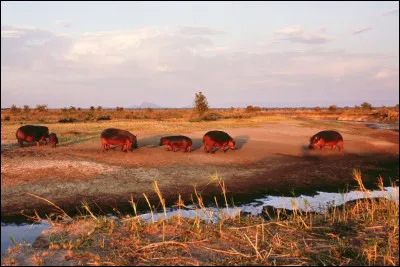Climat - La Somalie possède un climat :