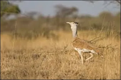 Histoire - De quel pays la Somalie a-t-elle été colonisée ?