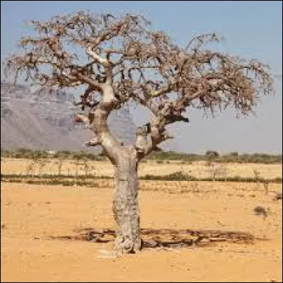 Culture - Parmi ces propositions, quelle merveille naturelle est située dans la Somalie ?
