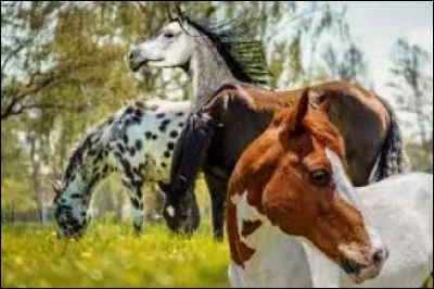 Quel race préfères-tu ?