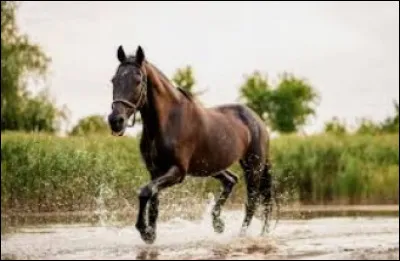 Tu préfères un cheval...