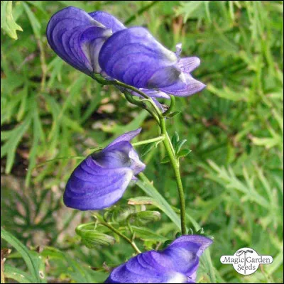 Comment s'appelle la plante mortelle pour les loups-garous ?