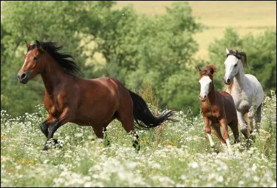 Lave le ______ de ton cheval. Il _____ si on lui met un _____ sale dans la bouche.