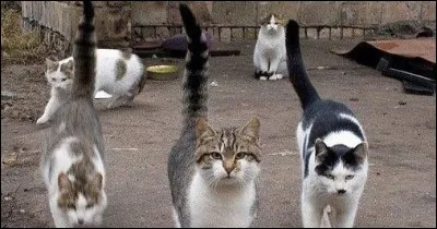 _____ journée ! Et _____ toupet de nous chasser comme ça. _____ sont ses raisons, en plus ?!