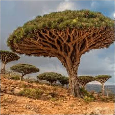 Le Yémen devient indépendant en :