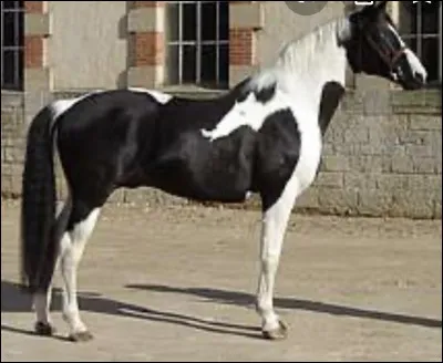 Quelle est la robe du cheval ?