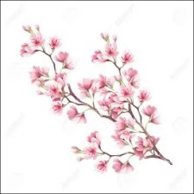 Ta fleur préférée :