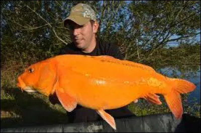 De quel type est cette carpe ?