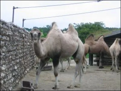 Quelle est la particularité du chameau à sa naissance ?