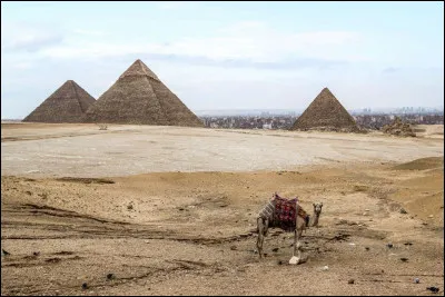 Reste bien là mon ami, le temps que je prenne la photo. Khéops doit être triste d'avoir si peu de monde pour l'admirer. Bien sûr, on est un peu à l'extérieur de la capitale de l'Égypte mais, c'est comme en banlieue.
Son nom ?