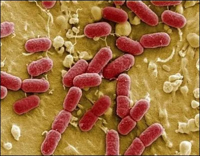 La multiplication des microbes dans notre organisme se nomme :