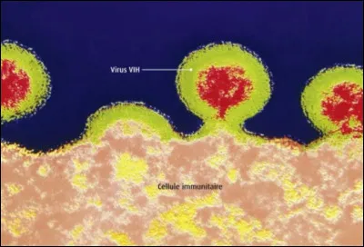 Les virus qui peuvent nous infecter, se multiplient :