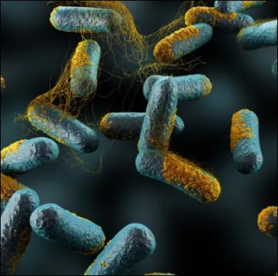 Les substances nocives libérées par certaines bactéries sont appelées :