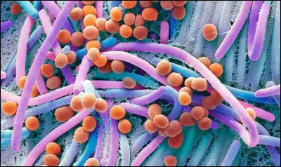 Le terme "micro-organisme" désigne :