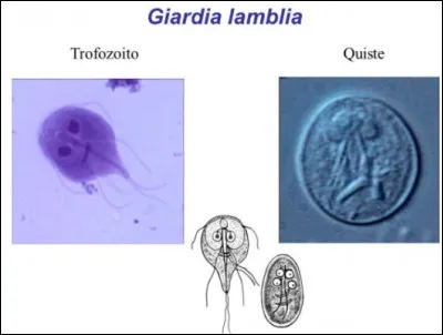 Les protozoaires sont :