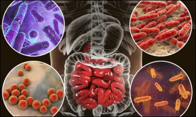 Les bactéries peuplant notre intestin sont appelées :