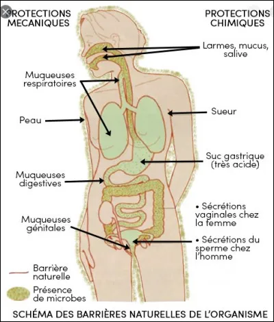 Les barrières mécaniques de l'organisme s'opposant à l'entrée des microbes sont :