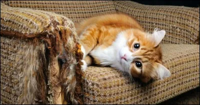 À ton avis, quelle est la saison idéale pour un chat ?