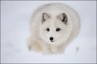 Le renard polaire peut supporter des températures allant jusqu'à -70°C :