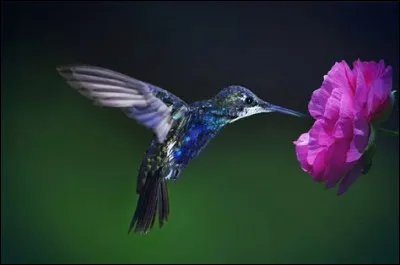 Le cur du colibri peut battre à 1000 pulsations par minute :