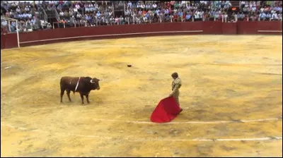 Les taureaux sont excités par la couleur rouge de la cape des toréadors :