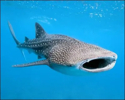 Le requin-baleine est le plus grand poisson vivant de nos jours :