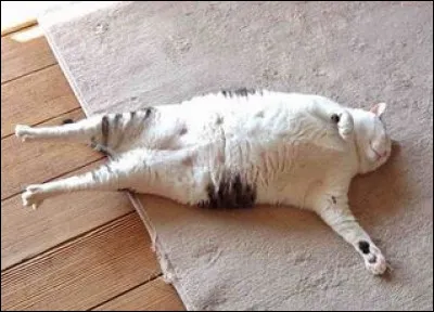 Quand tu as trop mangé...