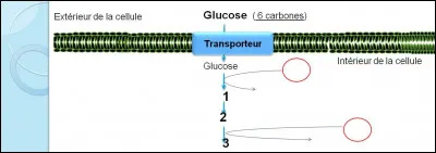 Dans les premières étapes, mettre dans l'ordre les métabolites 1 à 3 :