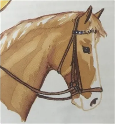 Quel est ce genre de muserolle ?