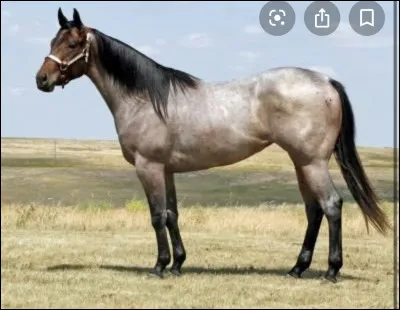 Quelle est la robe du cheval ?