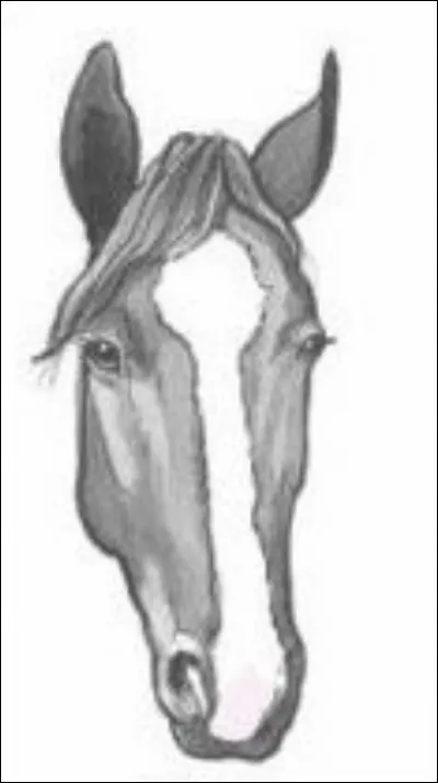 Quelle est la marque blanche sur la tête du cheval ?