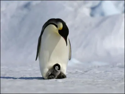 Quel est le nom de la femelle du manchot ?