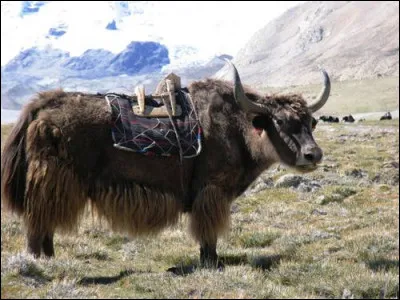 Connaissez-vous la femelle du yack ?