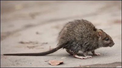 Quel est le nom de madame "Rat" ?