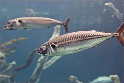 Et on termine avec la femelle du maquereau :