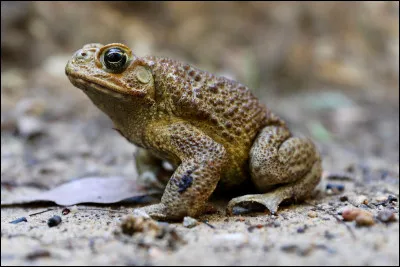 Quel nom porte la femelle du crapaud ?
