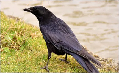 Connaissez-vous la femelle du corbeau ?