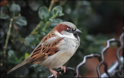 Quelle est la femelle du moineau ?
