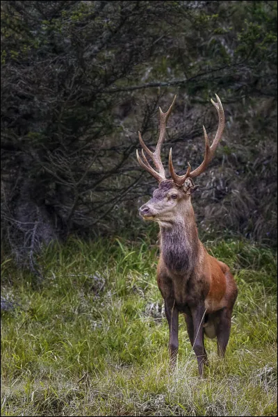 Donnez-moi la femelle du cerf :