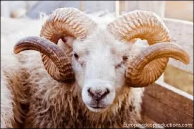 Un peu plus simple avec la femelle du bélier !